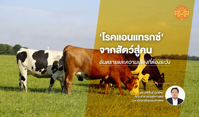 ‘โรคแอนแทรกซ์’ จากสัตว์สู่คน อันตรายและความเสี่ยงที่ต้องระวัง